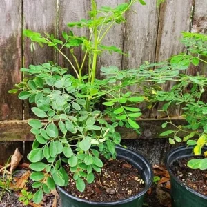 4 Moringa Live Trees Plants - Malunggay Oleifera, 6-8 Inches Tall, Well Rooted - Image 4