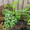 4 Moringa Live Trees Plants - Malunggay Oleifera, 6-8 Inches Tall, Well Rooted - Image 1