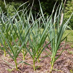 4 Music Garlic Bulbs for Planting - Hardneck Garlic Tubers, White Garlic - Image 3