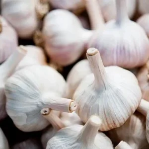 4 Music Garlic Bulbs for Planting - Hardneck Garlic for Home Garden - Image 4