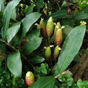 4 Pack Hawaiian Awapuhi Shampoo Ginger Rhizomes - Zingiber Zerumbet Tubers - Image 6