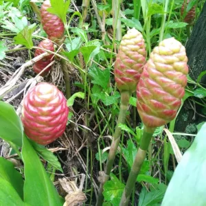 4 Pack Hawaiian Awapuhi Shampoo Ginger Rhizomes - Zingiber Zerumbet Tubers - Image 9