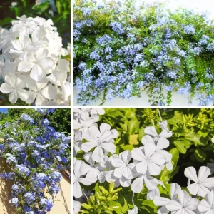 4 Pack Live Plumbago Plants, 4-7 Inches Tall, Tropical Flowering Shrub - Image 2