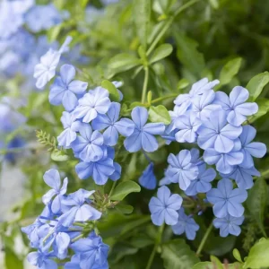 4 Pack Live Plumbago Plants, 4-7 Inches Tall, Tropical Flowering Shrub - Image 5