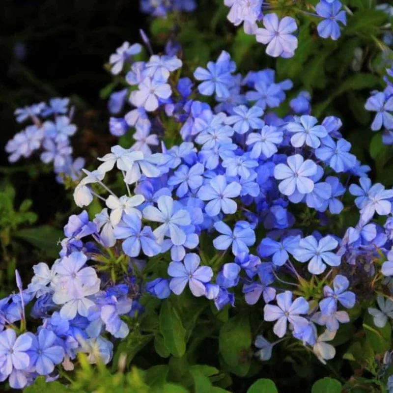 4 Pack Live Plumbago Plants, 4-7 Inches Tall, Tropical Flowering Shrub - Image 7
