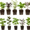 4 Pack Mixed Herb Live Plants - Lemon Balm, Rosemary, Basil, Oregano, 4-8" Tall Seedlings for Garden & Kitchen - Image 1