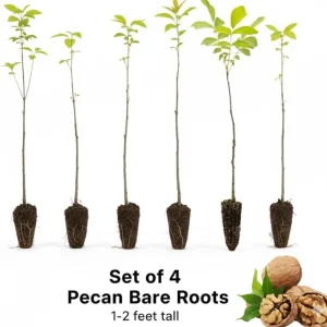 4 Pecan Trees Live Bare Root Plants – 1-2 Ft Tall Hardy Nut Trees for Outdoor Planting - Image 4