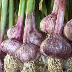 4 Peruvian Purple Stripe Garlic Bulbs for Planting - Hardneck Tubers - Image 2