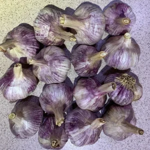 4 Peruvian Purple Stripe Garlic Bulbs for Planting - Hardneck Tubers - Image 3