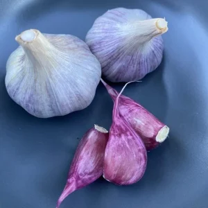 4 Peruvian Purple Stripe Garlic Bulbs for Planting - Hardneck Tubers - Image 7