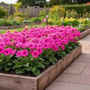 4 Pink Gerbera Daisy Live Plants - Winter Hardy Outdoor Flowers, 16