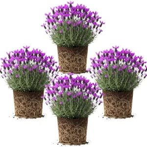 4 Provence Lavender Live Plants - Cold Hardy, Fragrant Perennial Herb, 4-8 Inch Tall - Image 3