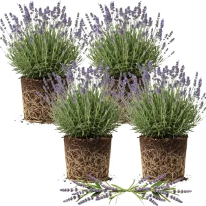 4 Provence Lavender Live Plants - Cold Hardy, Fragrant Perennial Herb, 4-8 Inch Tall - Image 5