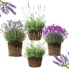 4 Provence Lavender Live Plants - Cold Hardy, Fragrant Perennial Herb, 4-8 Inch Tall - Image 1