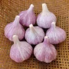 4 Purple Stripe Italian Garlic Bulbs for Planting - Hardneck Garlic - Image 1