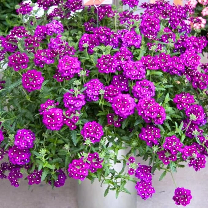 4 Purple Verbena Live Plants - 4-8" Tall, Hardy Perennial Groundcover - Image 6