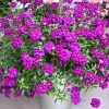 4 Purple Verbena Live Plants - 4-8" Tall, Hardy Perennial Groundcover - Image 1