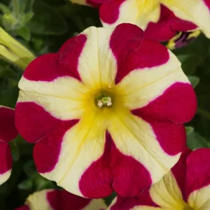 4 Queen of Hearts Petunia Live Plants - Pink Yellow Bicolor Petunias, Trailing, 3-6