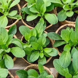 4 Queen of Hearts Petunia Live Plants - Pink Yellow Bicolor Petunias, Trailing, 3-6