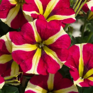 4 Queen of Hearts Petunia Live Plants - Pink Yellow Bicolor Petunias, Trailing, 3-6