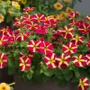 4 Queen of Hearts Petunia Live Plants - Pink Yellow Bicolor Petunias, Trailing, 3-6" Tall - Image 1