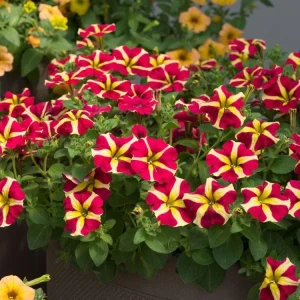 4 Queen of Hearts Petunia Live Plants - Pink Yellow Bicolor Petunias, Trailing, 3-6