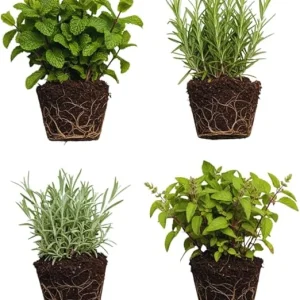 4 Random Live Herb Plants Collection - Well Rooted, Assorted Varieties - Image 5