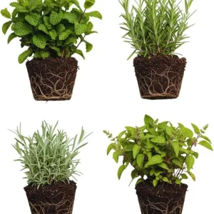 4 Random Live Herb Plants Collection - Well Rooted, Assorted Varieties - Image 7