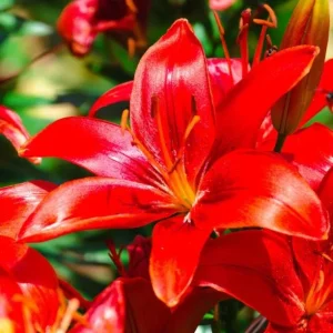 4 Red Asiatic Lily Bulbs for Planting - Lilium Flower Bulbs - Image 5