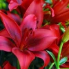 4 Red Asiatic Lily Bulbs for Planting - Lilium Flower Bulbs - Image 1