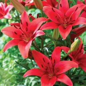 4 Red Asiatic Lily Bulbs for Planting – Vibrant Lilium Flower Bulbs - Image 2