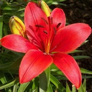 4 Red Asiatic Lily Bulbs for Planting – Vibrant Lilium Flower Bulbs - Image 3