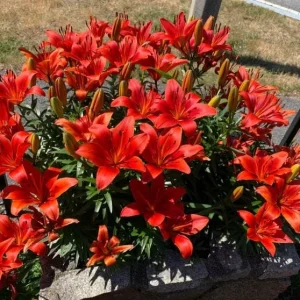 4 Red Asiatic Lily Bulbs for Planting – Vibrant Lilium Flower Bulbs - Image 4