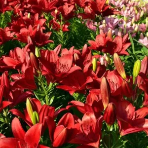 4 Red Asiatic Lily Bulbs for Planting – Vibrant Lilium Flower Bulbs - Image 6