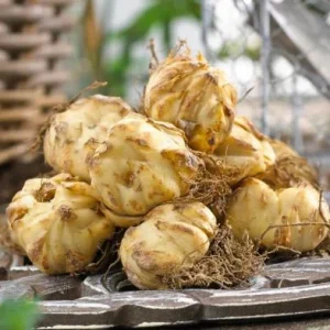 4 Red Asiatic Lily Bulbs for Planting – Vibrant Lilium Flower Bulbs - Image 7