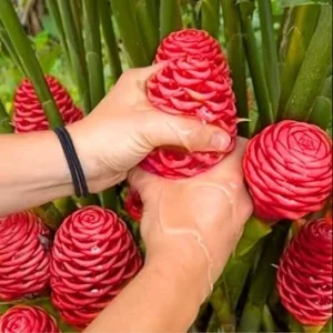 4 Shampoo Ginger Roots – Fresh Awapuhi Zerumbet Rhizomes – Live Bare Root Plant – Outdoor - Image 6