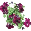 4 Starry Sky Petunia Live Plants - Burgundy Bicolor Flowers, 3-6" Tall - Image 1