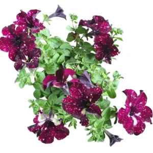 4 Starry Sky Petunia Live Plants - Burgundy Bicolor Flowers, 3-6