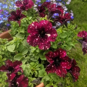 4 Starry Sky Petunia Live Plants - Burgundy Bicolor Flowers, 3-6