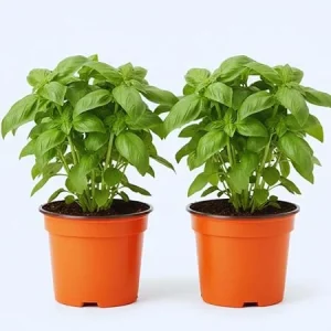 4 Sweet Basil Live Plants, Herb Plant, 4-6 Inches Tall, Indoor/Outdoor - Image 3