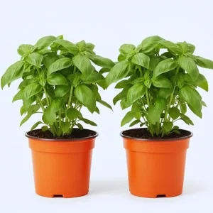 4 Sweet Basil Live Plants, Herb Plant, 4-6 Inches Tall, Indoor/Outdoor - Image 5