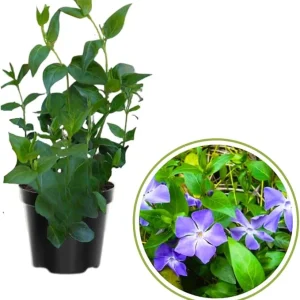 4 Vinca Minor Live Plants - Ground Cover - 4 Inch Pot - Purple Flowers - Image 4