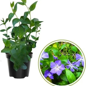 4 Vinca Minor Live Plants - Ground Cover - 4 Inch Pot - Purple Flowers - Image 6