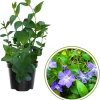 4 Vinca Minor Live Plants - Ground Cover - 4 Inch Pot - Purple Flowers - Image 1