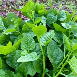 400 Malabar Spinach Seeds - Large-Leaf Green Climbing Vine - Vegetable Seeds - Image 2