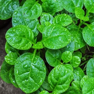 400 Malabar Spinach Seeds - Large-Leaf Green Climbing Vine - Vegetable Seeds - Image 3