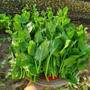 400 Malabar Spinach Seeds - Large-Leaf Green Climbing Vine - Vegetable Seeds - Image 4