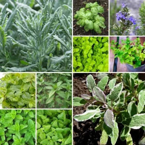 5 Assorted Herb Live Plants - Starter Mix Rosemary, Basil, Lemon Balm & More - 4-8