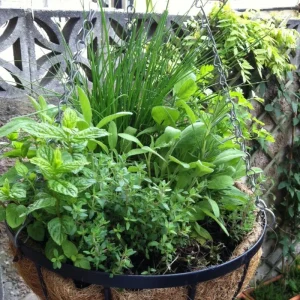 5 Assorted Herb Live Plants - Starter Mix Rosemary, Basil, Lemon Balm & More - 4-8