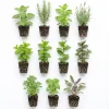 5 Assorted Herb Live Plants - Starter Mix Rosemary, Basil, Lemon Balm & More - 4-8" Tall - Indoor/Outdoor - Image 1
